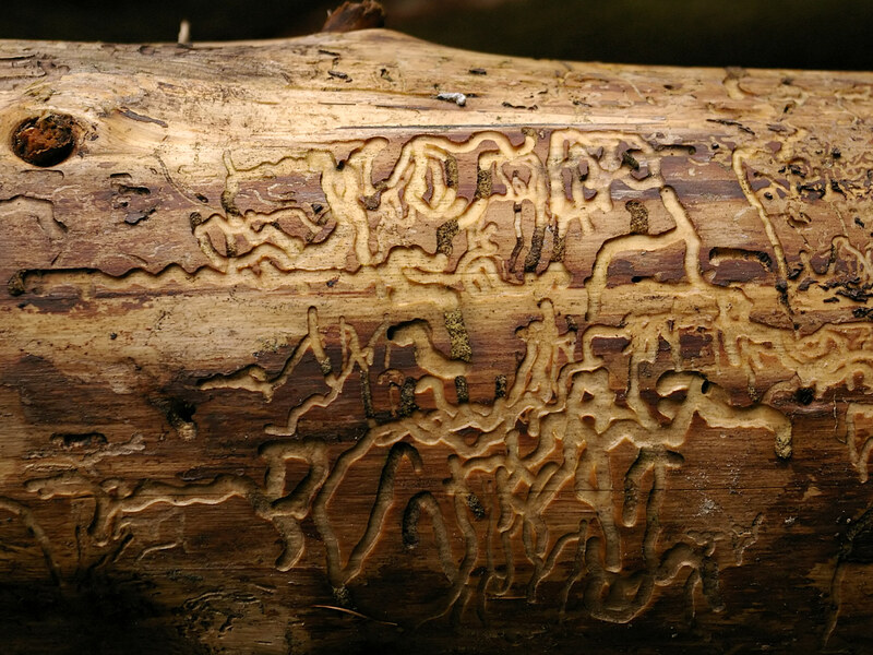 Spuren von Borkenkäfern; Rainer Knäpper, Free Art License